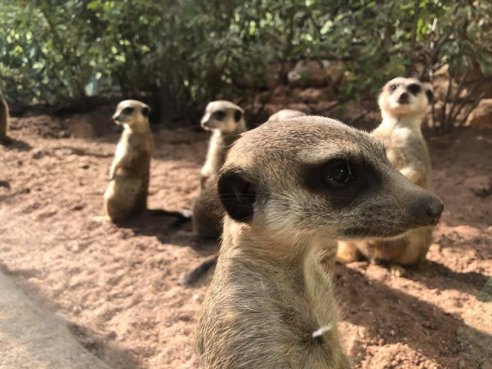 Eisenberg旅游攻略图片