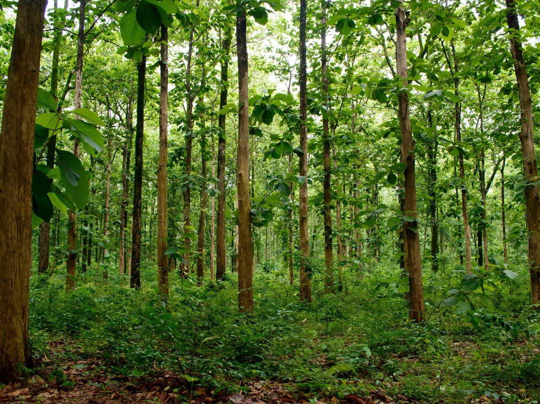Mahananda Wildlife Sanctuary-大吉岭必去景点