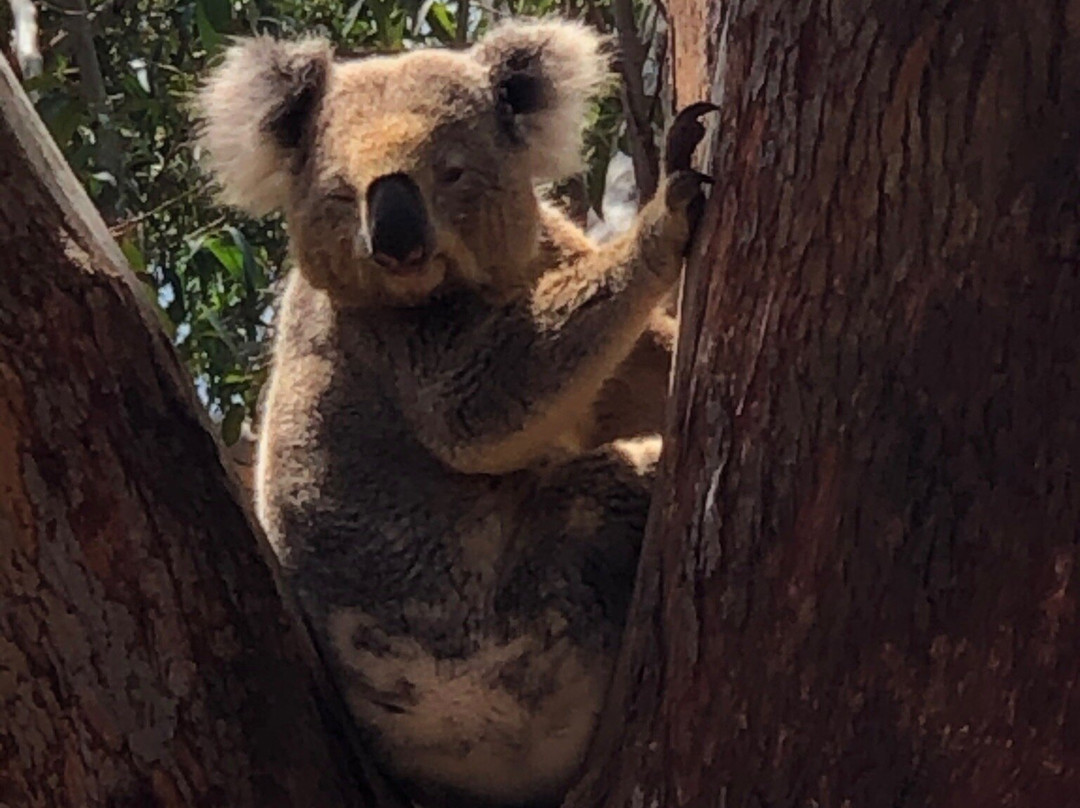 Port Stephens Koala Sanctuary景点图片