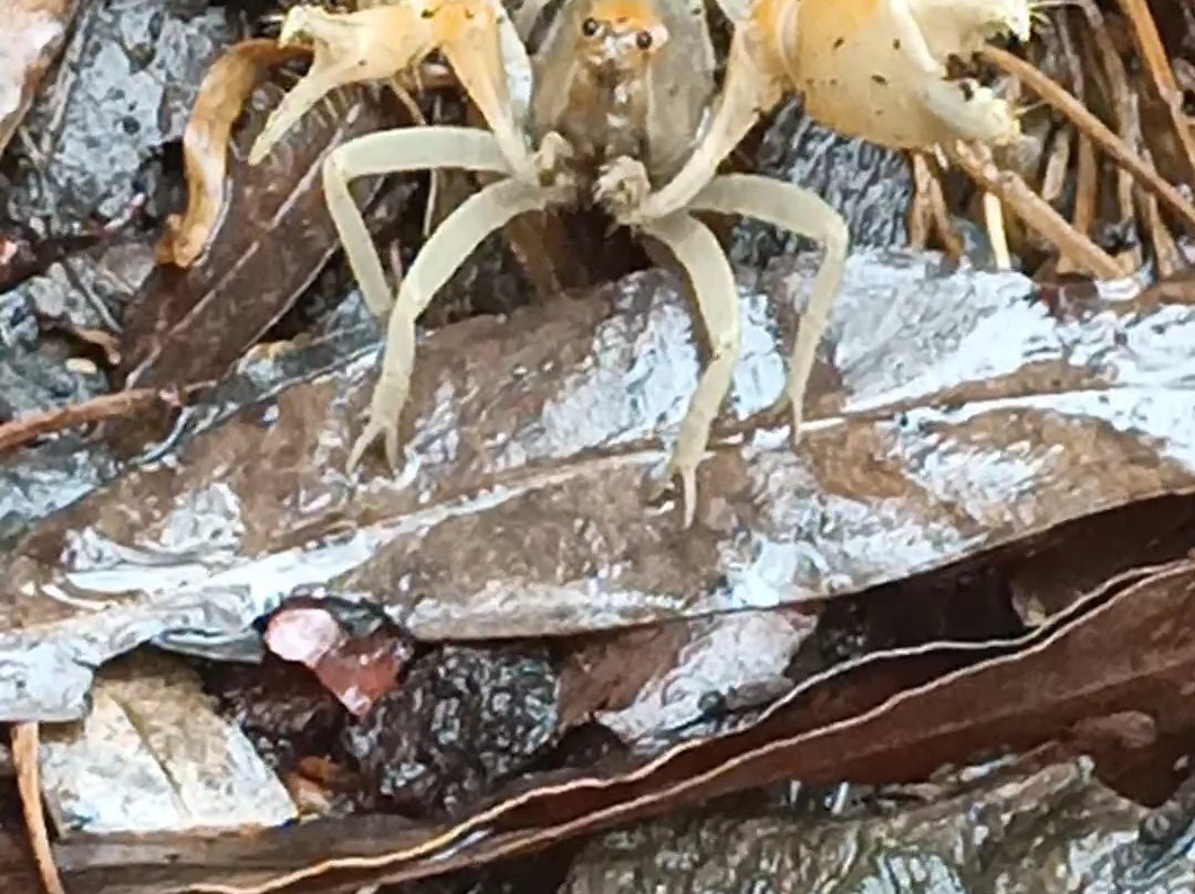 Baw Baw National Park-Walhalla必去景点