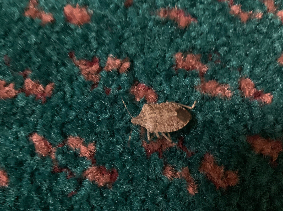 Super 8 by Wyndham Montgomery I-65主图