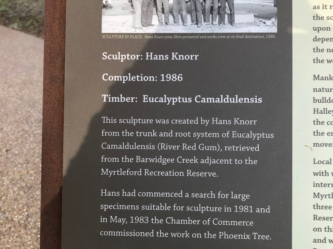 The Phoenix Tree-Myrtleford必去景点