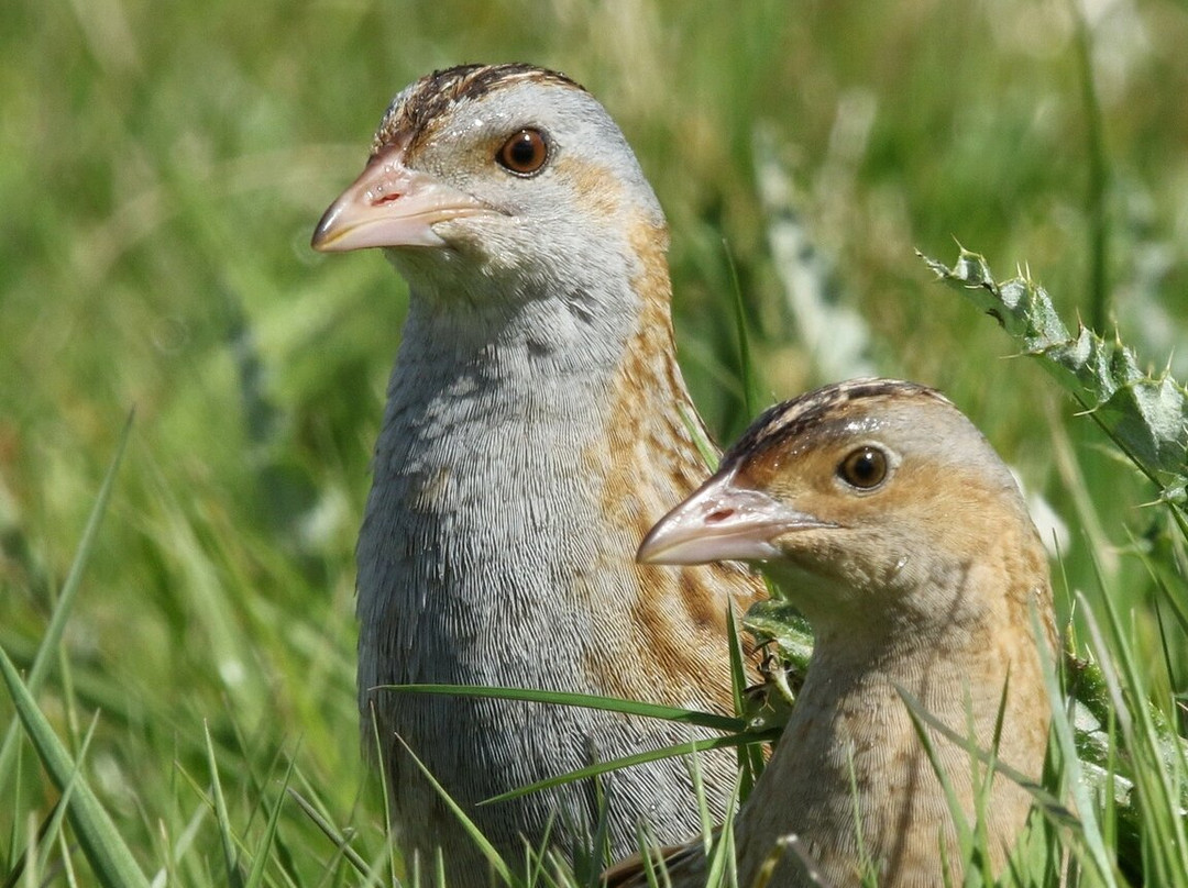 RSPB Balranald-North Uist必去景点