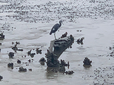Historic Jekyll Wharf Boat Tours-吉柯岛必去景点