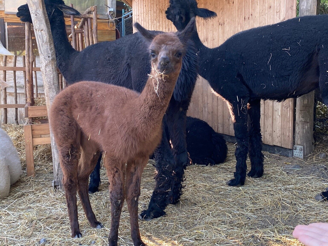 Lamacentrum Hady-布尔诺必去景点