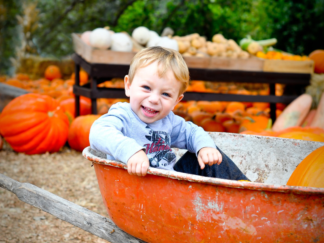 Boccali Ranch Pumpkin Patch-奥海必去景点