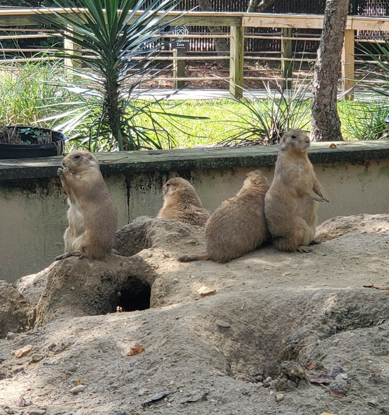 Hattiesburg Zoo景点图片