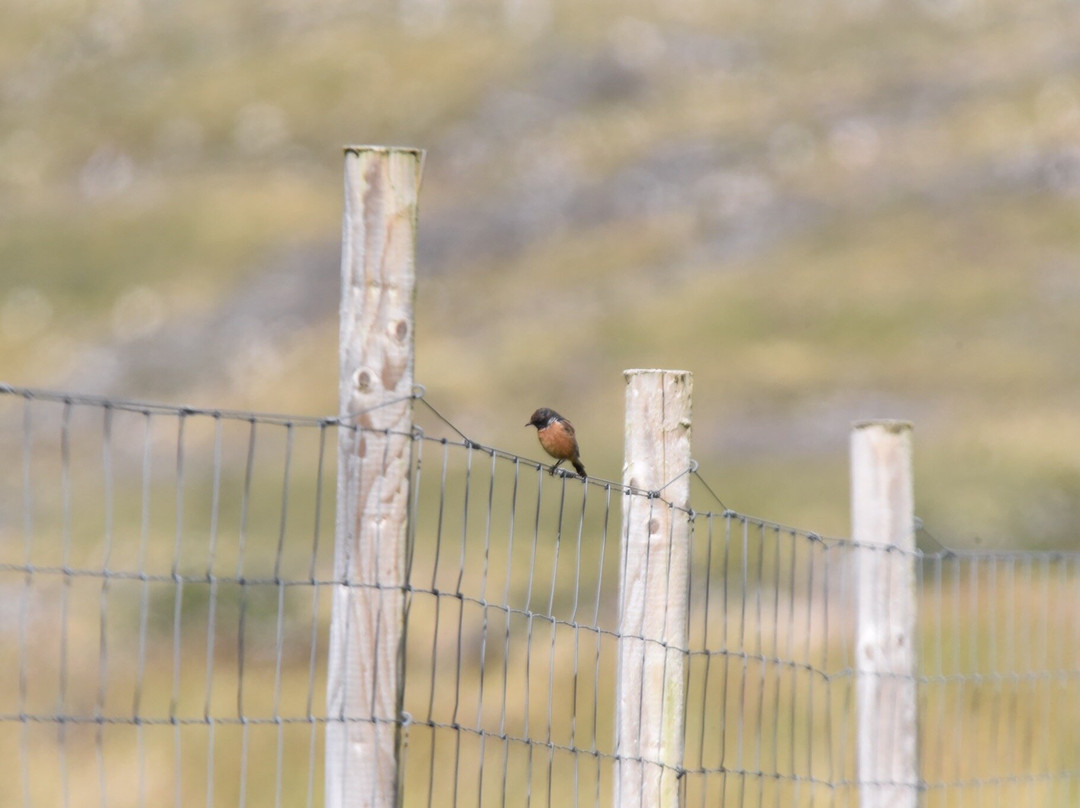 Wild About Mull Wildlife Tours景点图片