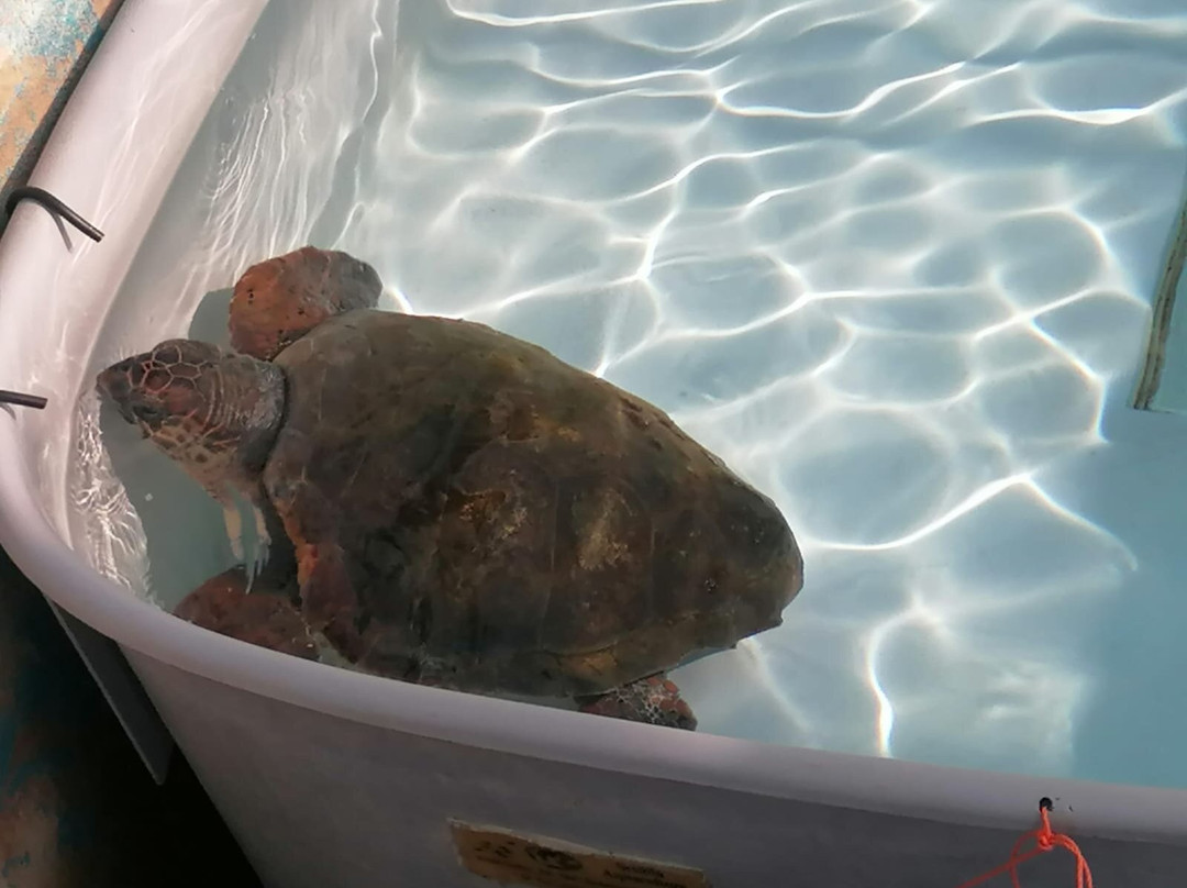 Lampedusa Turtle Rescue景点图片