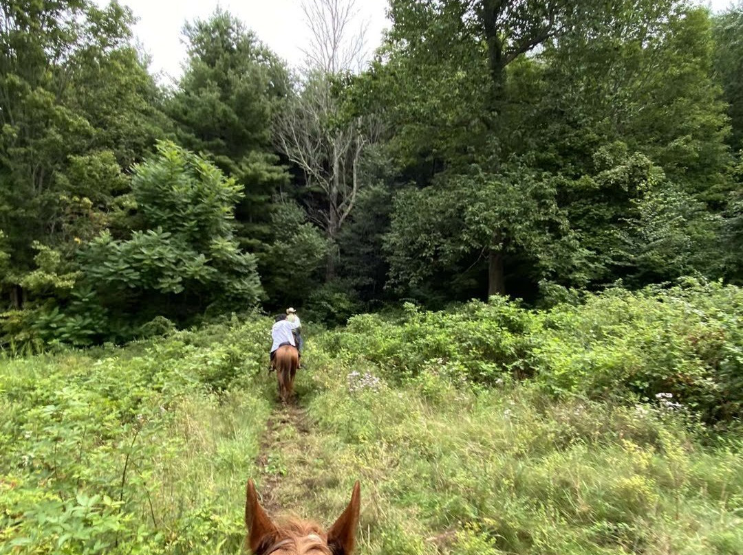 Appalachian Horse Adventures - Montebello, VA-Montebello必去景点