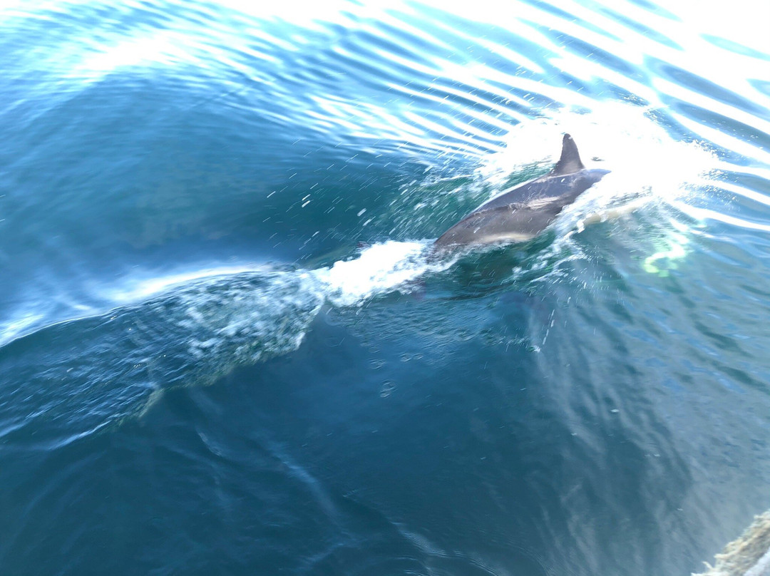 Gairloch Marine Life Centre & Cruises景点图片