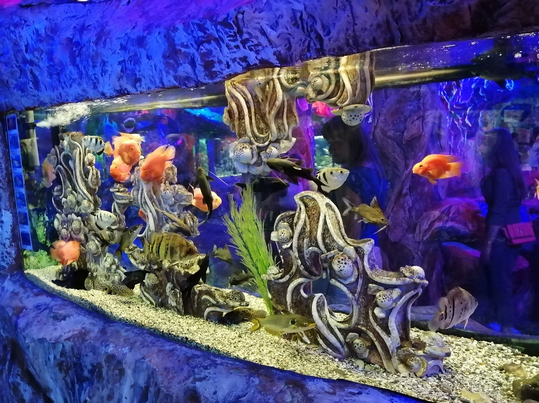 Aquarium in Yevpatoriya-Yevpatoriya必去景点