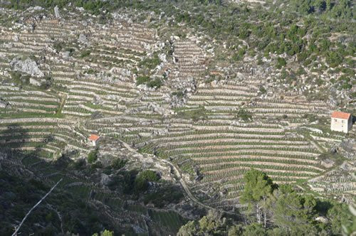 Vinarija Braca Plancic景点图片