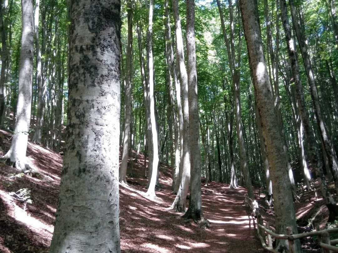 Faggeta di Condrò (with Area Picnic)-Serrastretta必去景点
