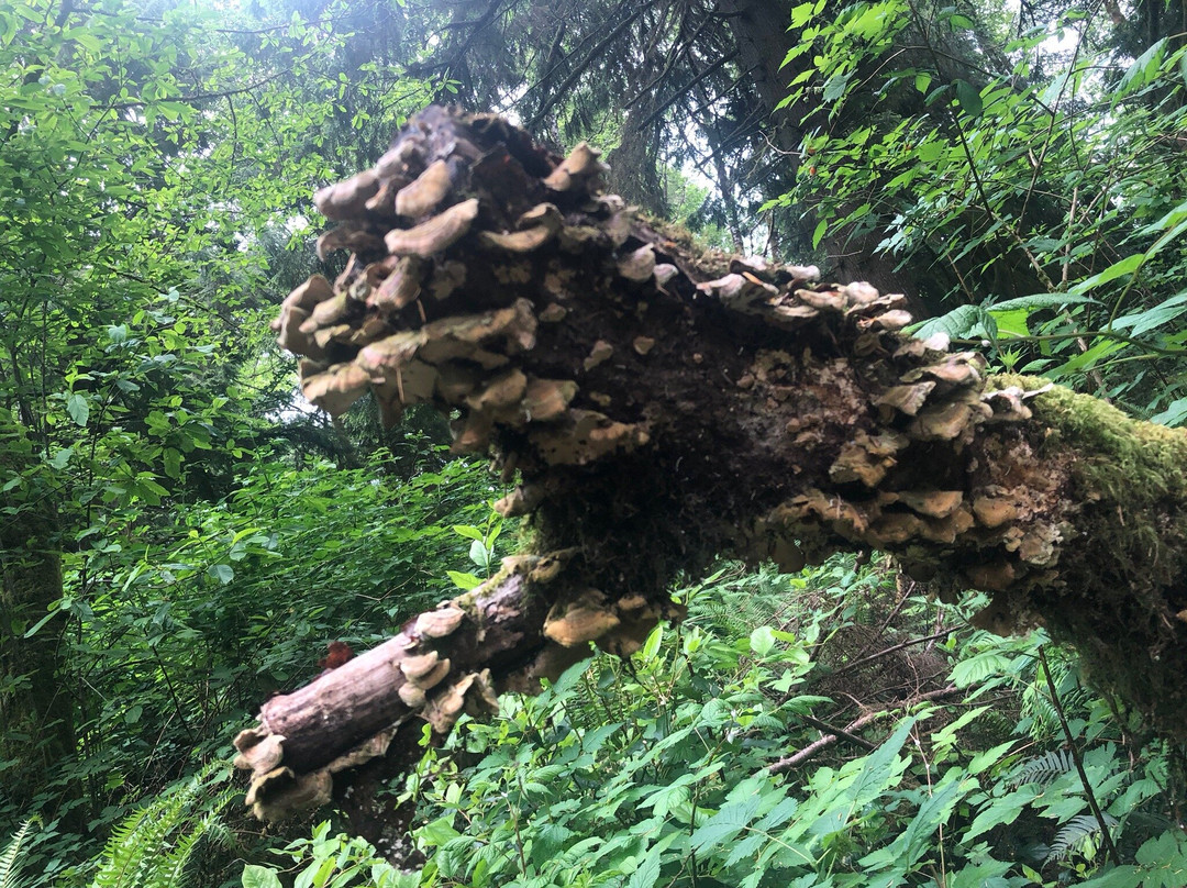 Weatherwax Trail景点图片