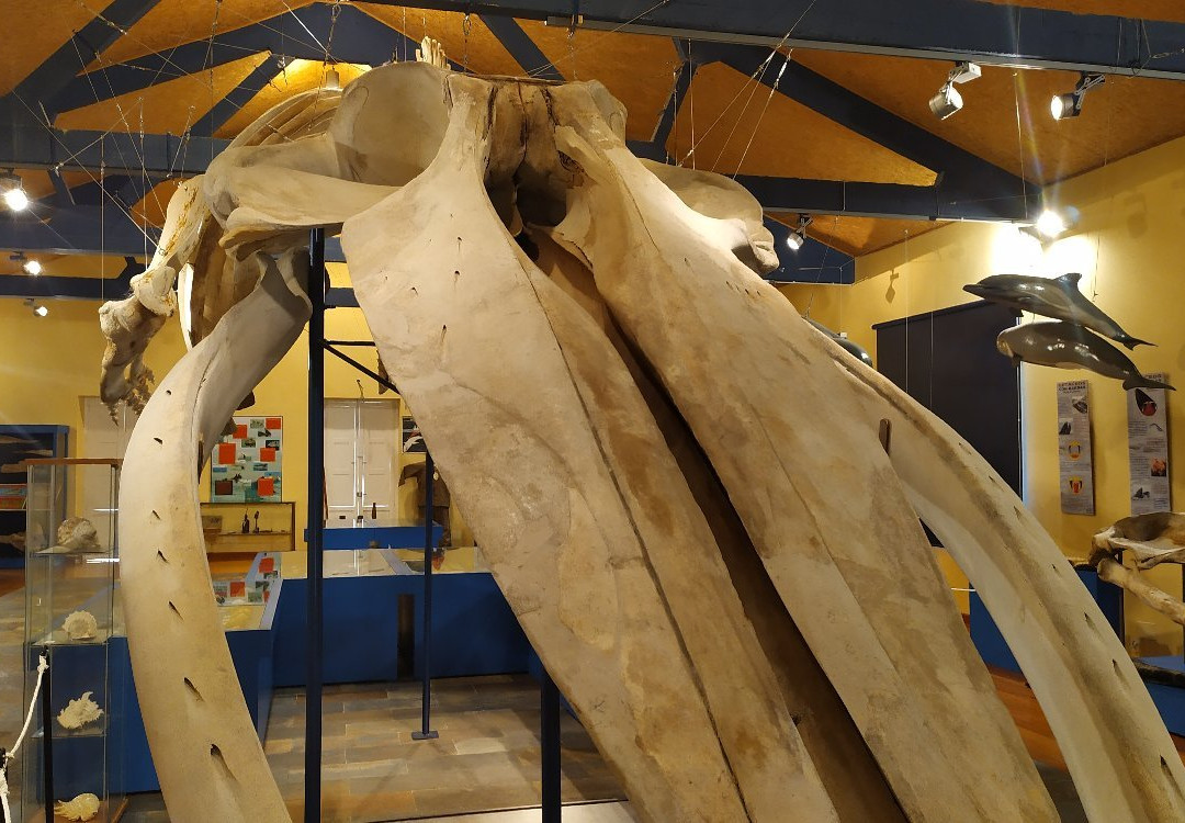 Museo de Historia Natural-费罗尔必去景点