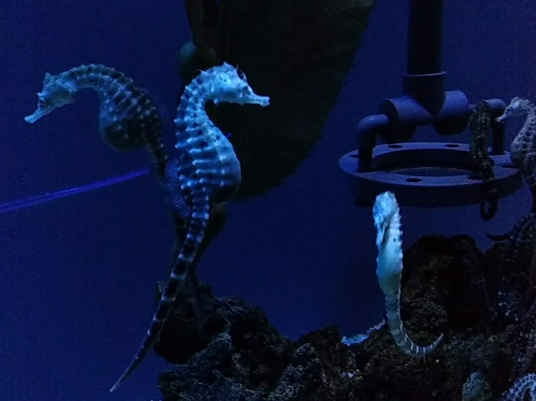 热那亚水族馆景点图片
