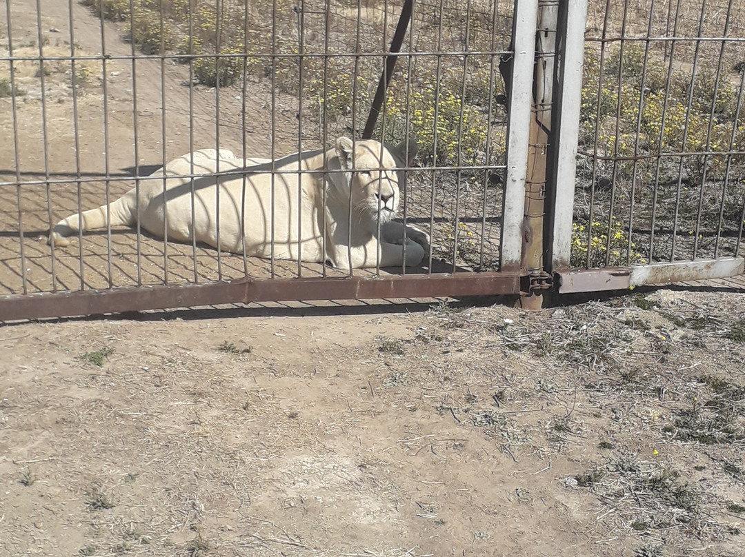 Weltevrede Lion Farm-Heilbron必去景点