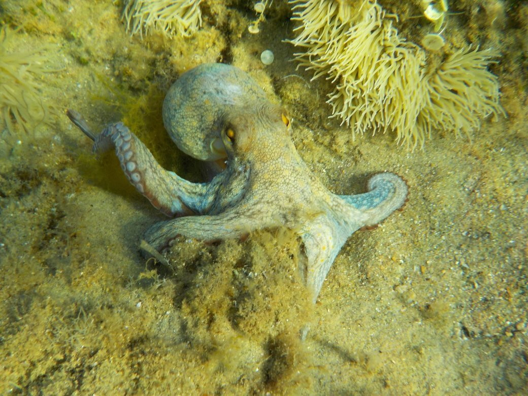 Παραλια Ατενι-安德罗斯必去景点
