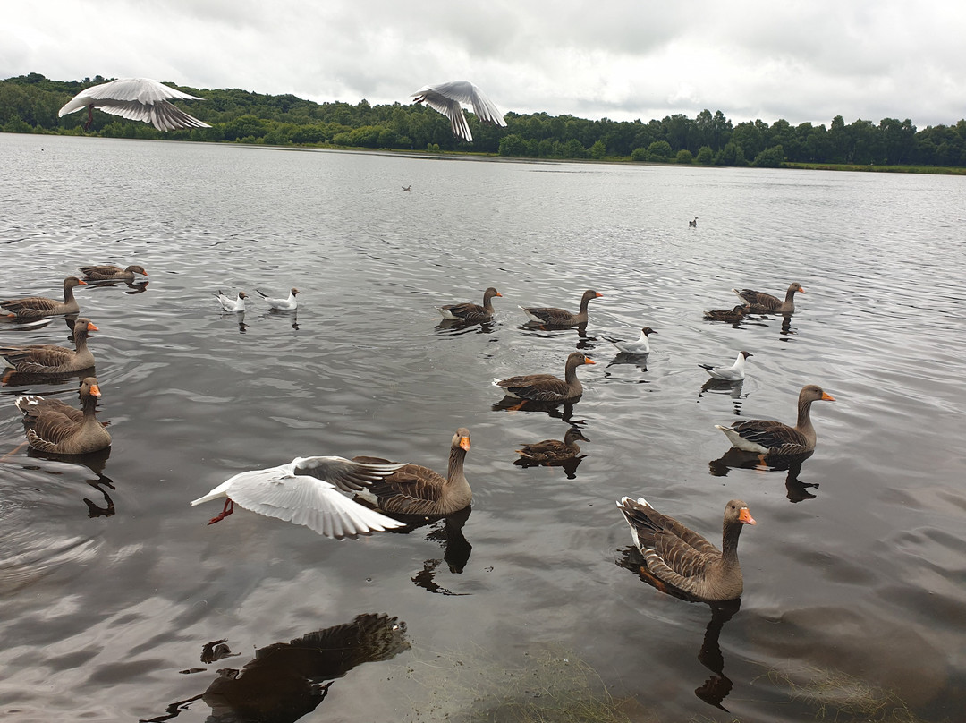 Drumpellier Country Park景点图片