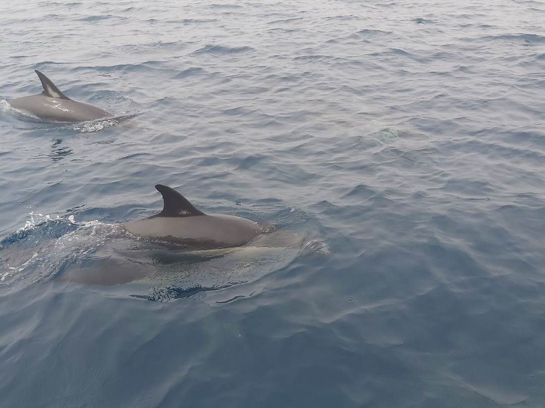 Ludyesfera-塞新布拉必去景点