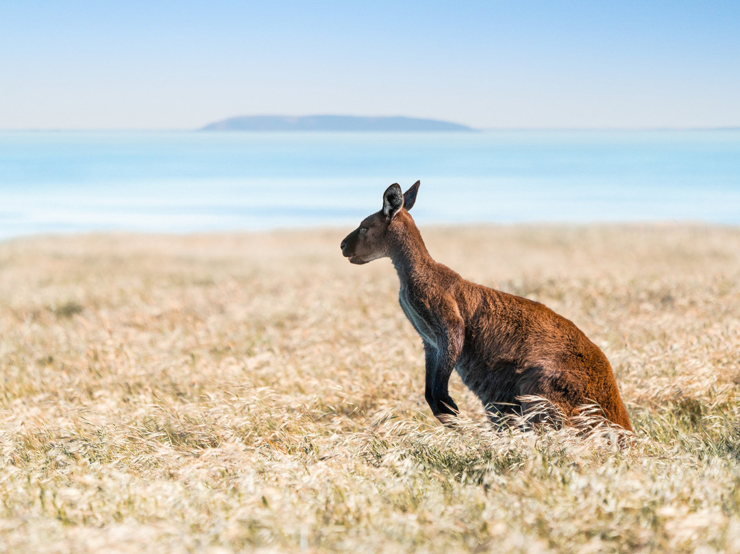 Kangaroo Island Safari景点图片