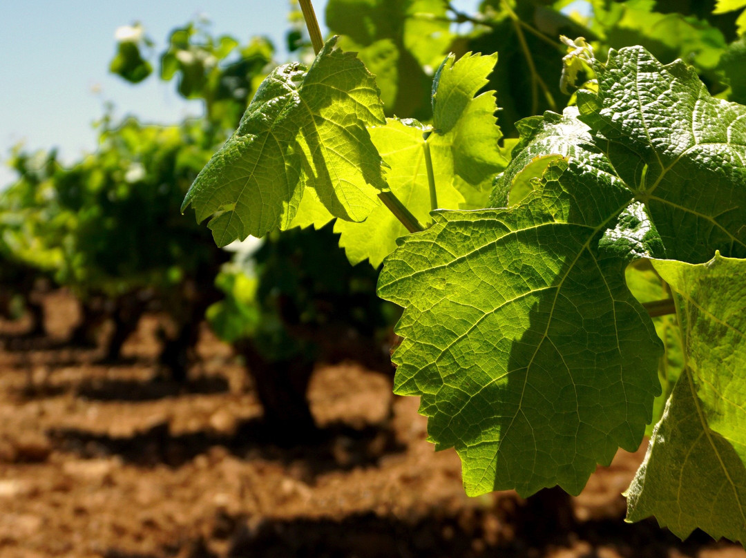 Combina con Vino景点图片