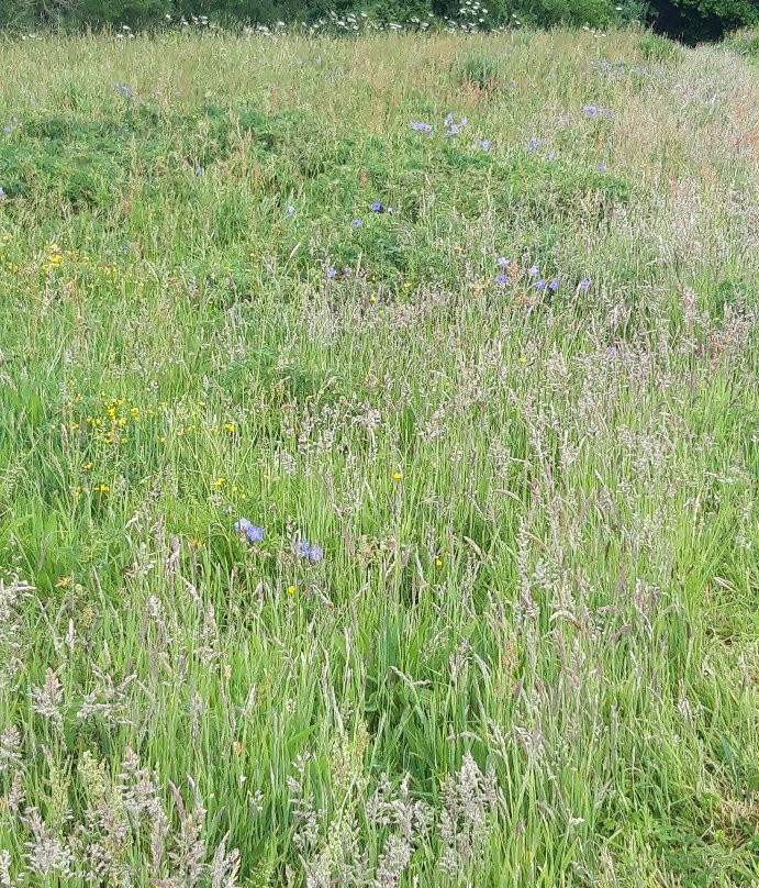 Bluebell Cottage Gardens景点图片