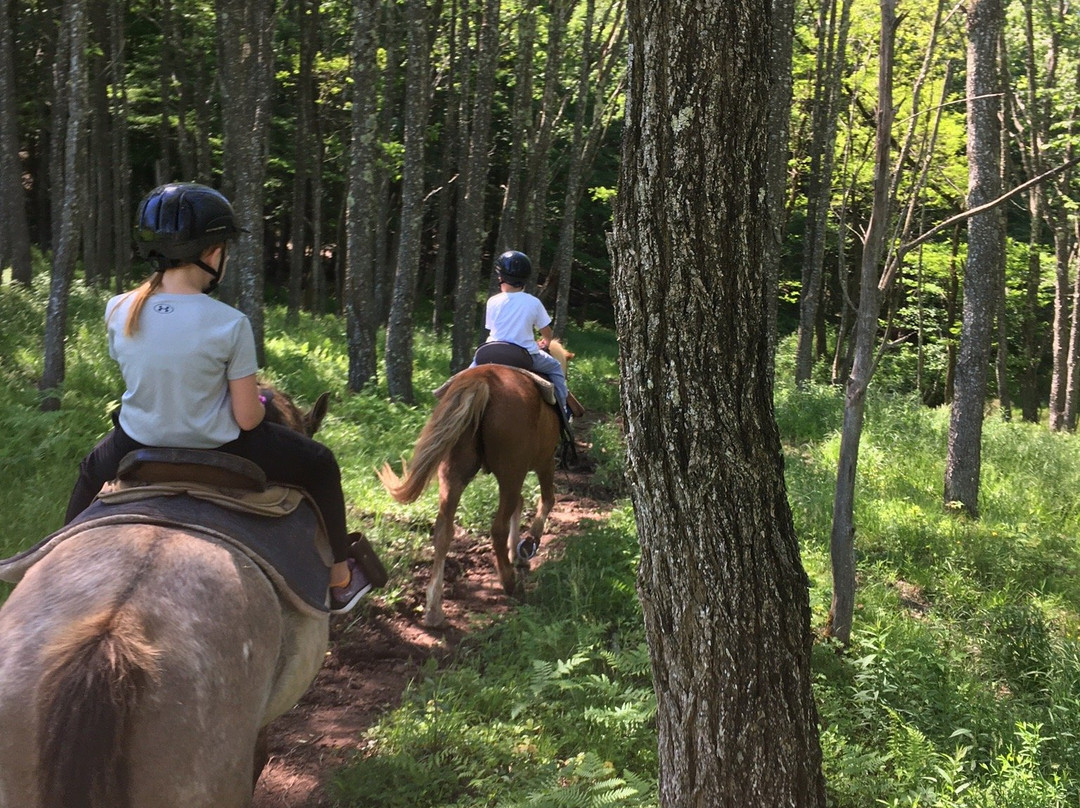 Mountain Trail Rides Horseback Riding & More景点图片