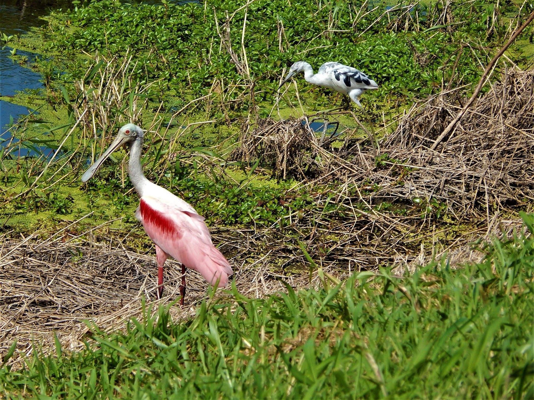 The Celery Fields-萨拉索塔必去景点