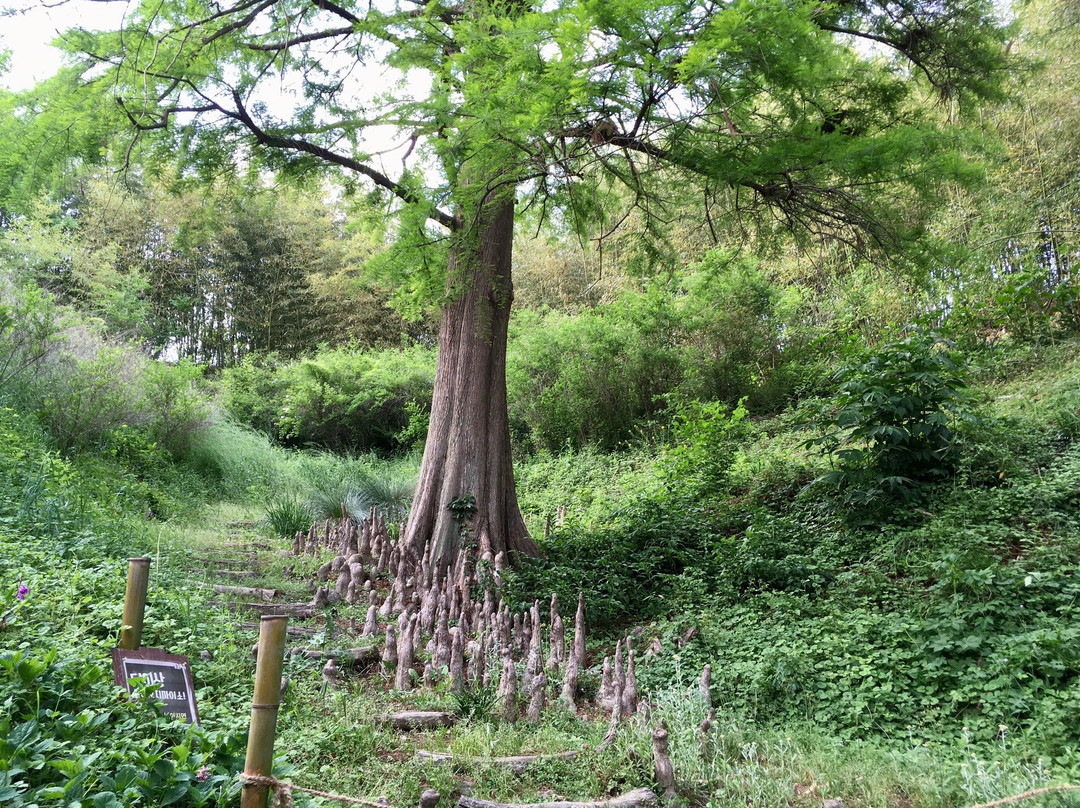 Kicheongsan Botanical Gardens-浦项市必去景点