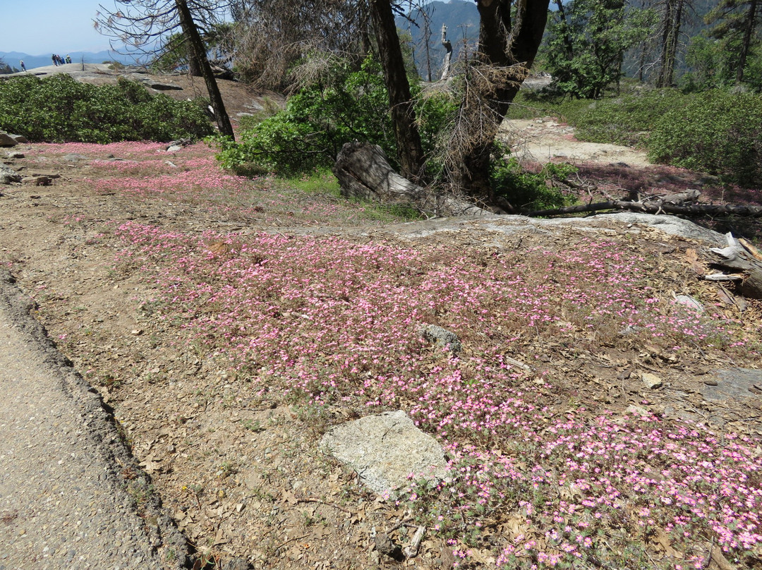Big Trees Trail-红杉&国王峡谷国家公园必去景点