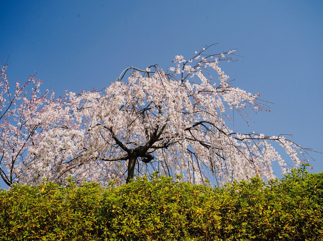 Kisogawa Tsutsumi-江南市必去景点