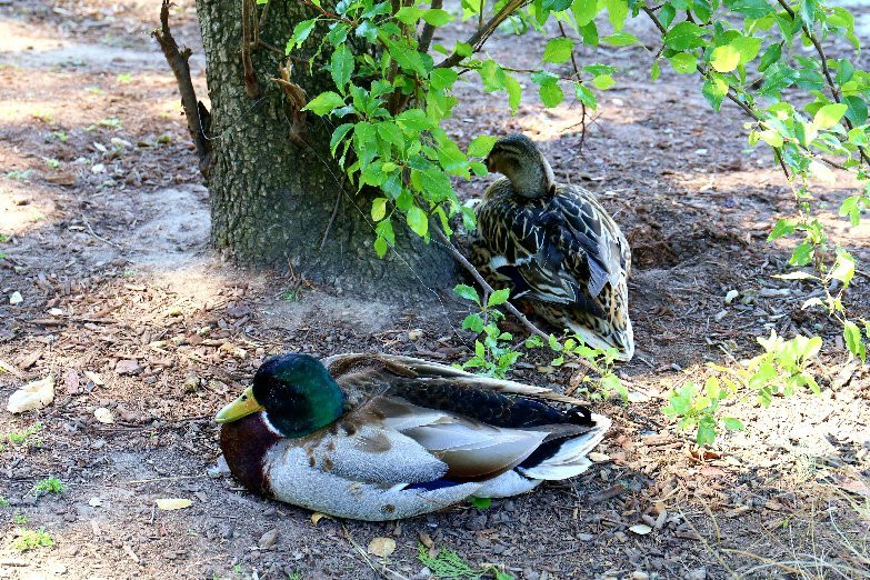 McKinley Park-沙加缅度必去景点