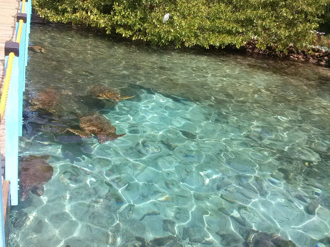 Oceanario-Islas de Rosario必去景点