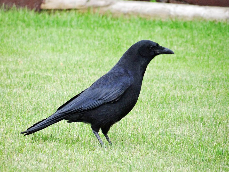 Strathcona Island Park-梅迪辛哈特必去景点