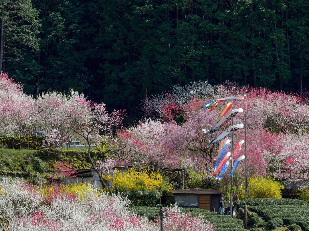 Hanamomo of Kamiguki-仁淀川町必去景点