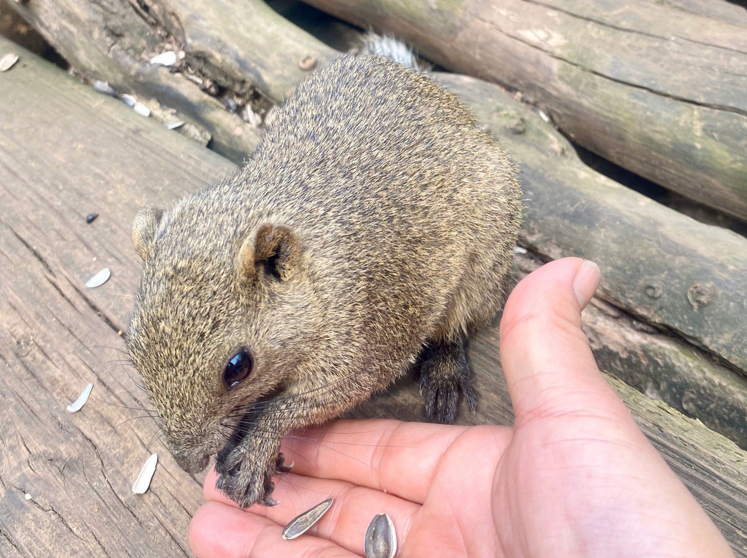 Machida Squirrel Garden-町田市必去景点
