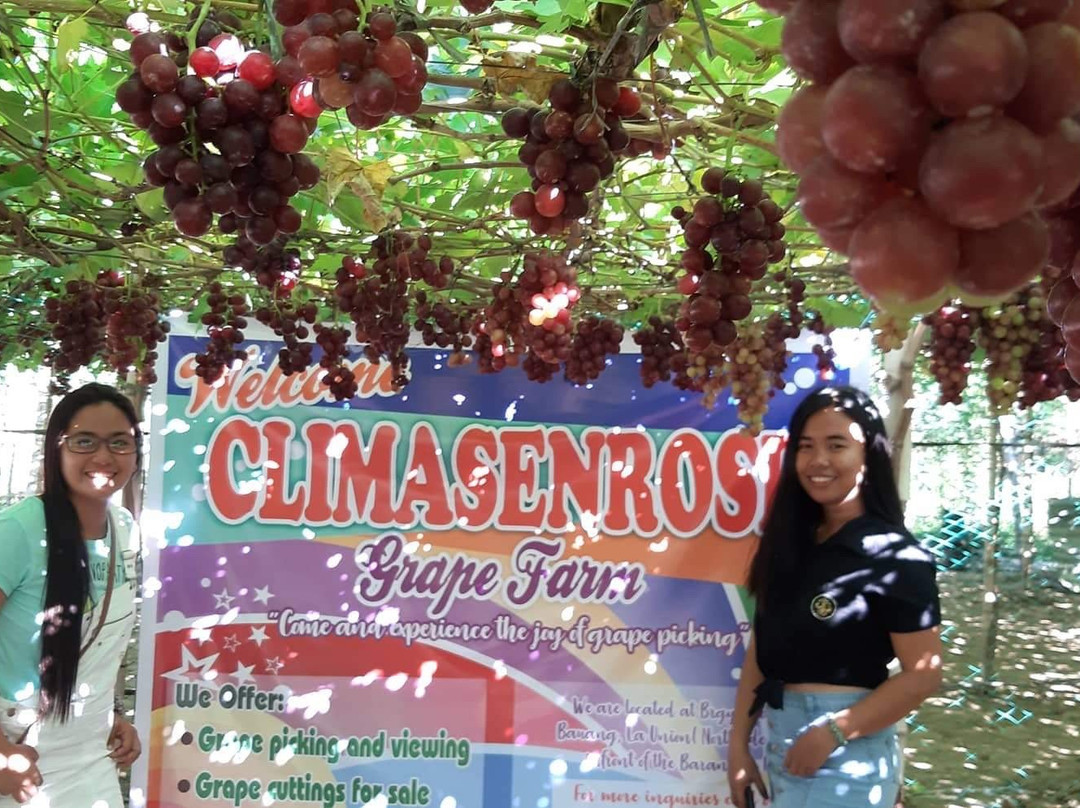 Climasenrose Grape Farm景点图片