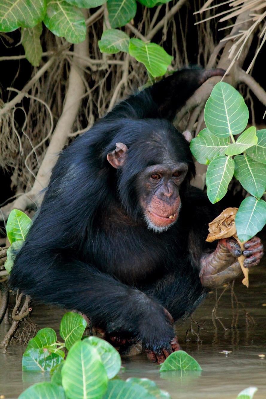 Kairoh Garden Kuntaur-portrait