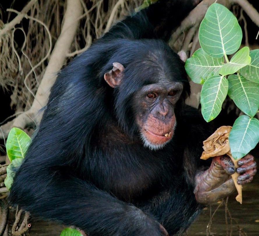 Kairoh Garden Kuntaur主图