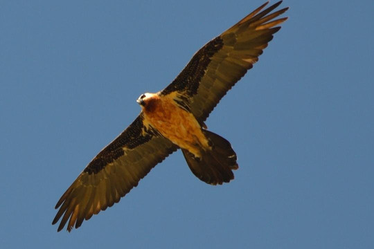 Simien Roof Trek Tours-贡德尔必去景点