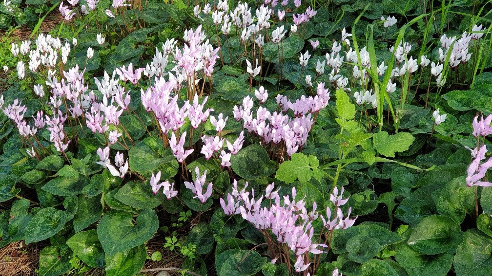 Giv'at HaRakafot-Ramot Menashe必去景点