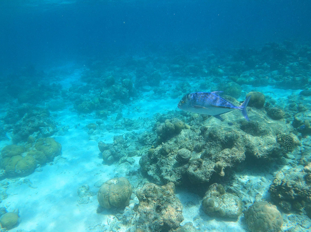 Sub Oceanic Dive Club景点图片