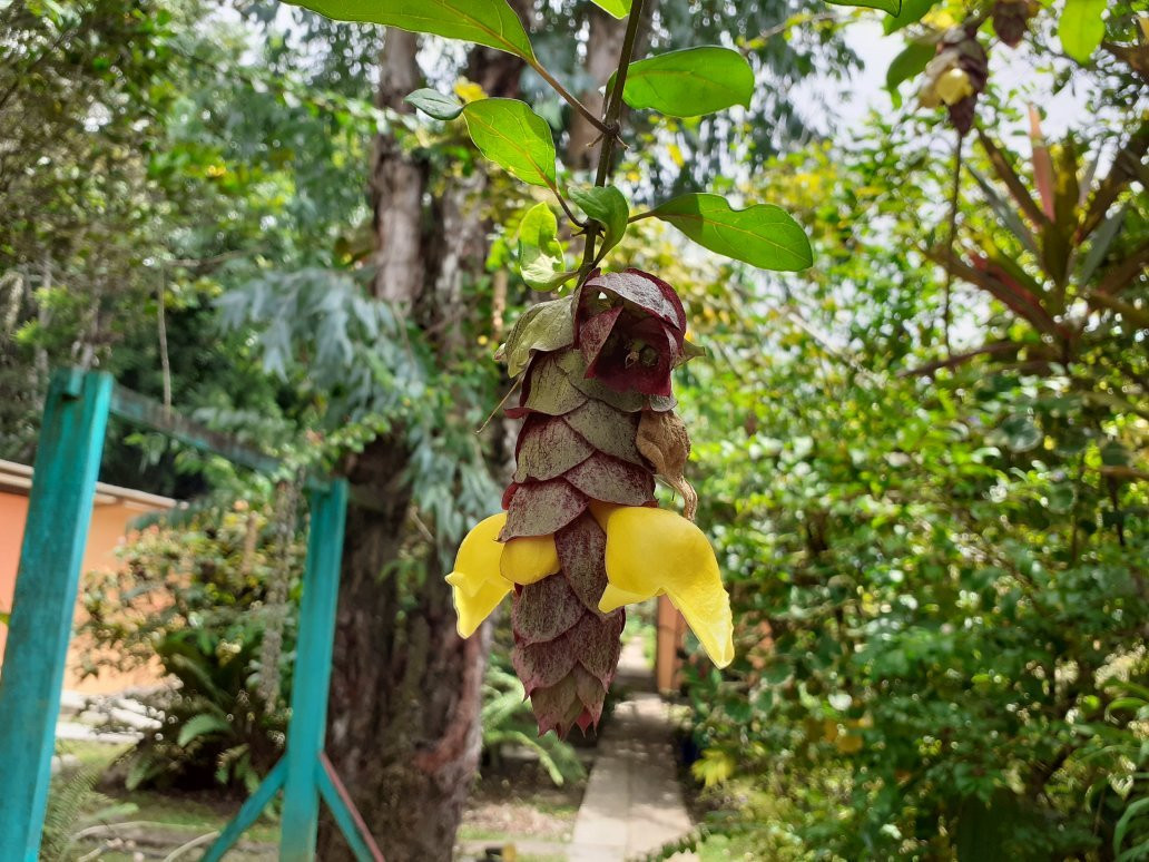 L'Ebène Verte主图