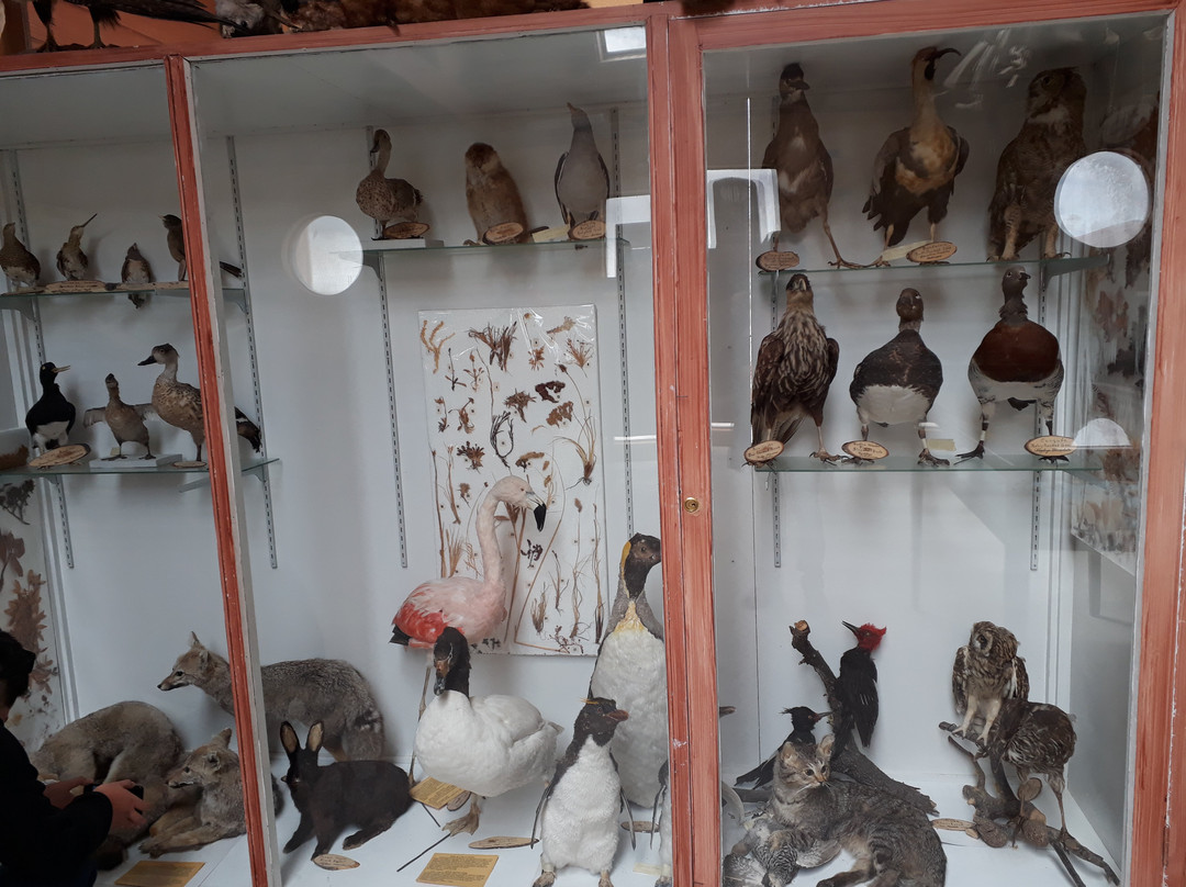 Museo Municipal "Fernando Cordero Rusque"-Porvenir必去景点