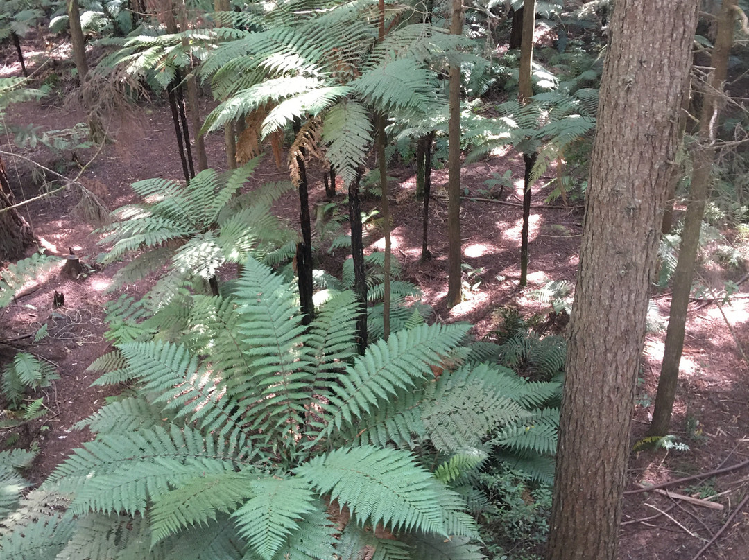 Redwoods Treewalk景点图片