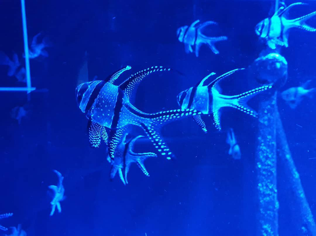 Center of  Oceanography and Marine Biology Delfiniya-新西伯利亚必去景点