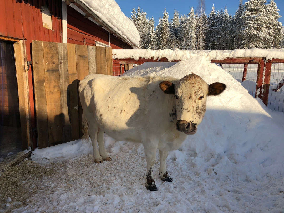 Santa´s Cottage & Pet Farm-Sirkka必去景点