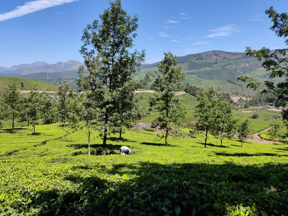 Lockhart Tea Tourism-Devikulam必去景点